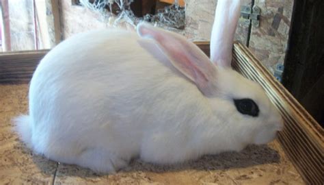 Blanc De Hotot Rabbit Everything You Need To Know
