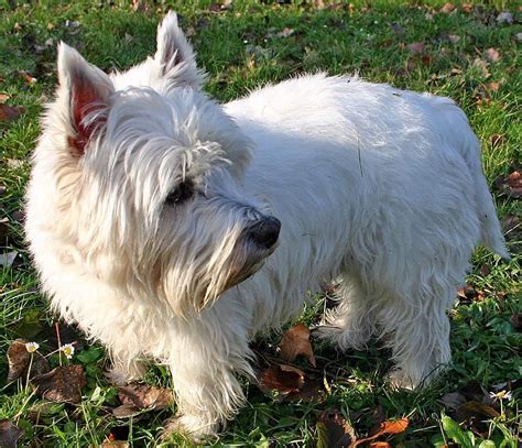 White Westie Highland Terrier Rase De Caini West Highland White