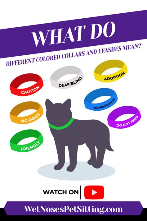 What Do Dog Collar Colors Mean