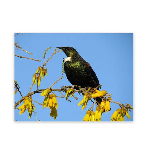 3 tier outdoor metal plant stand flower planter garden display holder shelf rack. METAL GARDEN ART | Tui in flowering Kowhai tree | Wild on ...