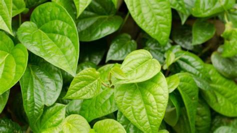 Maybe you would like to learn more about one of these? Minum Air Rebusan Daun Sirih merah untuk Obati Diabetes ...