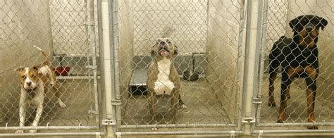 Top 178 Different Types Of Animal Shelters