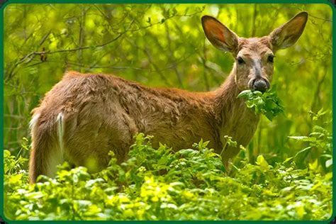 What Do Whitetail Deer Eat