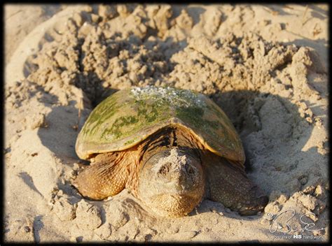 Leave the turtle eggs on their own. portraits of HIS handiwork: Long Point Provincial Park