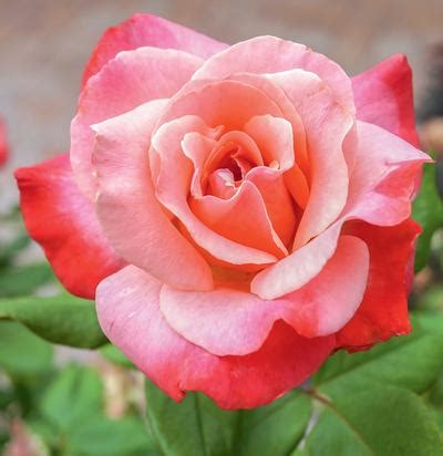 No wonder, these old fashion red rose bushes are the most popular of all climber roses. Color Magic Rosa Hybrid Tea Color Magic from Regan Nursery