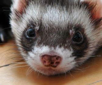 What kind of cage do you need for a ferret? How Much Does a Ferret Cost in 2012?