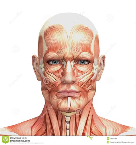 Athletic Male Human Anatomy And Muscles Stock Illustration