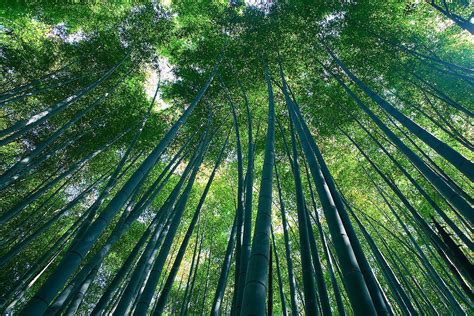Foto ini memberikan atmosfer 'seribu satu malam'. 9 Gambar Pemandangan Hutan yang Indah | Gambar Pemandangan