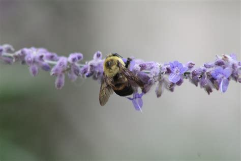 You might be courting danger, these insects are stinger and become aggressive to the smell of human sweat or perfume. No Fear of Stings Blog | Pollinator.org