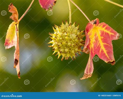 Spiky Sweetgum Tree Seed Pod With Red Autumn Leaves Stock Photo Image