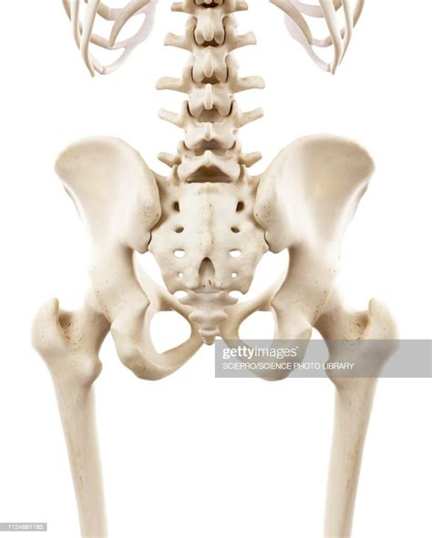 Illustration Of Human Hip Bones High Res Vector Graphic Getty Images