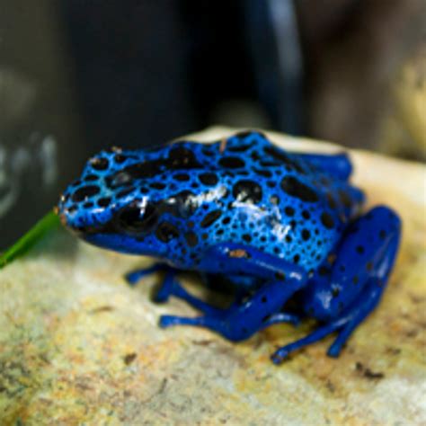 Dart Frogs For Sale