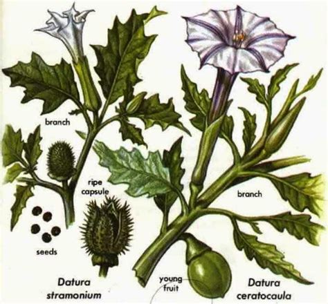 Descubrimos estramonio cerca de un pueblo madrileño. Las Plantas Curativas: Estramonio | Plantas, Plantas ...