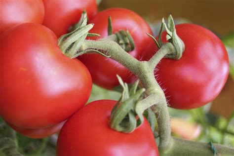 Tomato Plant Diseases | Daltons