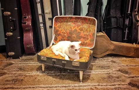 Thrift Store Makeover Diy Vintage Suitcase Cat Bed Bechewy