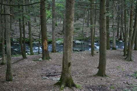 For larger groups, we also offer. Campsite #209 at Steam Mill - Picture of Stokes State ...