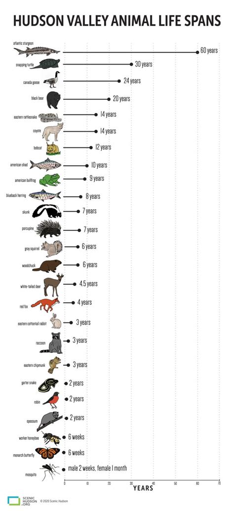 Lifespan Of Animals Chart