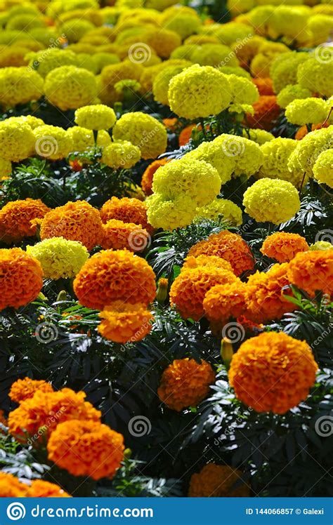 Fiori a forma di palla contro lo sfondo di fiori di colore giallo. Fiori Gialli Ed Arancio Di Forma Arrotondata Immagine ...
