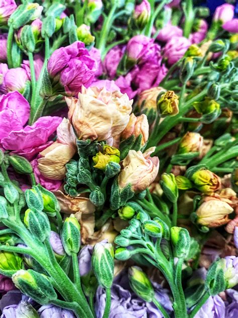 I feel this song is about how the kind of guy the singer is, with the world and his friends giving his a bunch of trouble and hating him, and in the end he will always be loyal and care for them, but. 12442. San Francisco Flower Market in 2020 | Flower market ...