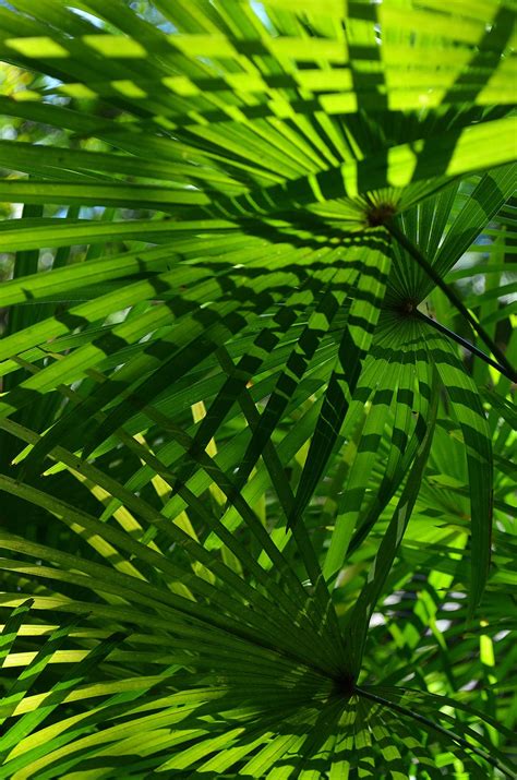 Check out our green tropical plant selection for the very best in unique or custom, handmade pieces from our shops. The Hawaii Tropical Botanical Garden #6 | Rainforest ...