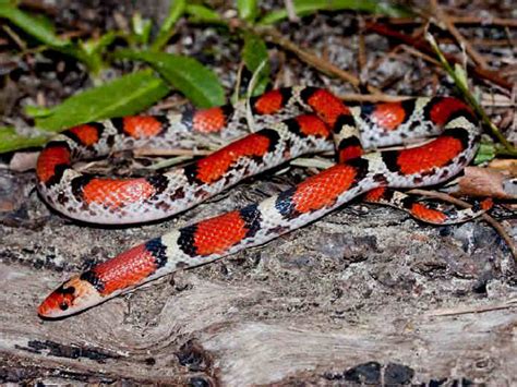 Alabama Snakes Photos Et Aide à Lidentification El Festival