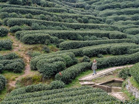 Hiking Hangzhou Tea Fields Meijiawu Longjing Tea Plantations