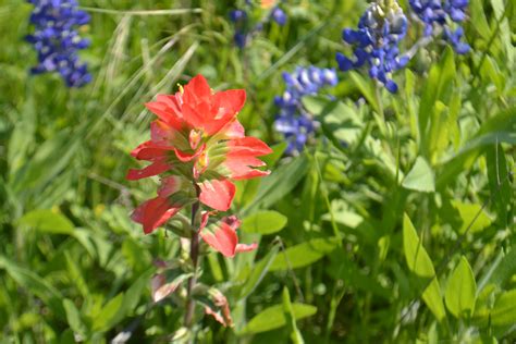 Ennis was designated by the 1997 state legislature as the home of the official. Ennis Bluebonnet Trails