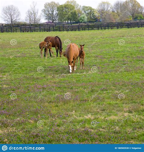 Mare With Her Foal On Pastures Of Horse Farm Spring Country Landscape