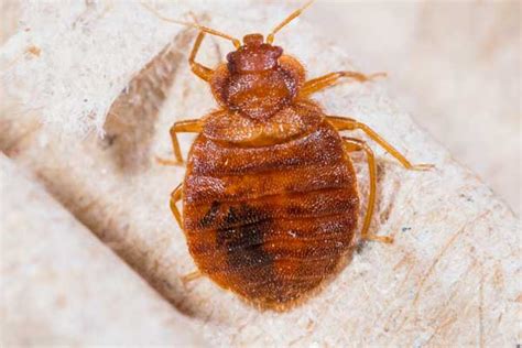 Carpet Beetles Or Bed Bugs