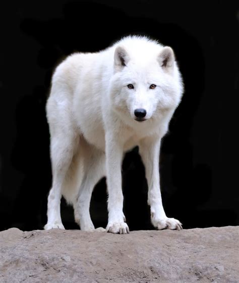 15 Of The Most Common Wolf Questions Answered We Love Wolves Blog
