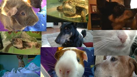 All My Pets 2014 Youtube