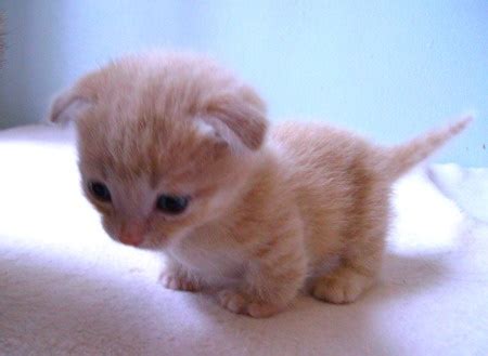 She might eat one or more of her kittens. 50+ Very Cute Scottish Fold Kitten Photo And Pictures