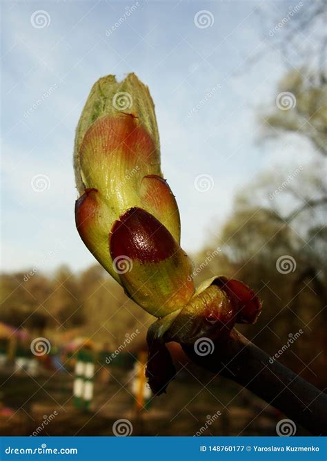 Bud Of A Horse Chestnut Tree Stock Image Image Of Hippocastanum