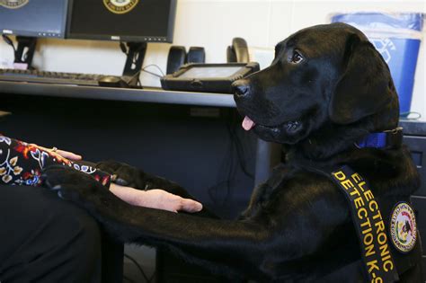 Dogs That Can Sniff Out Electronic Devices Enlisted In The
