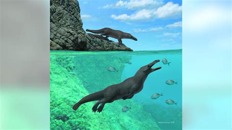 Four Legged Whale That Lived 40 Million Years Ago Found Off Coast In