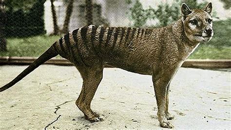 Since the last known thylacine died in 1936 why did they become extinct? Le tigre de Tasmanie a t-il vraiment disparu ? Voici ...