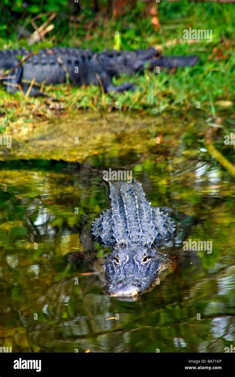 American Alligators Grass Hi Res Stock Photography And Images Alamy