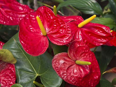 24 Ide Terkini Indoor Plants With Red Flowers