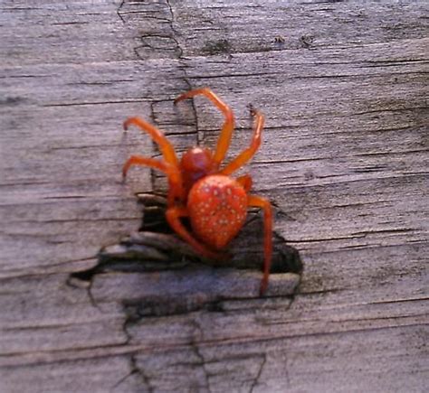 Orange Spider Araneus Iviei Bugguidenet Orange Spider Spider