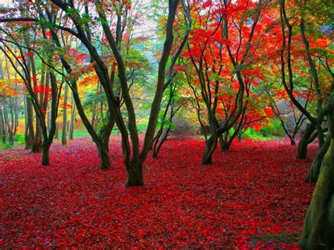 Autumn Season Fall Color Tree Forest Nature