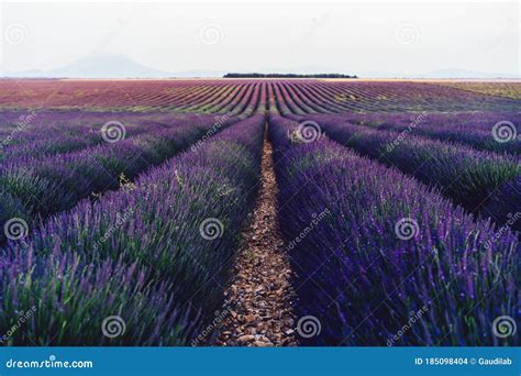 Scenery Nature Landscape Beautiful Lavender Fields On Farmland Stock