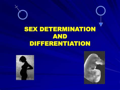 Ppt Sex Determination And Differentiation Powerpoint Presentation Free Download Id 3311585