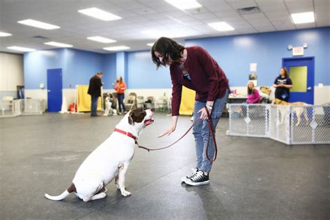 Dog Trainer Workshops Catch Canine Trainers Academycatch Canine