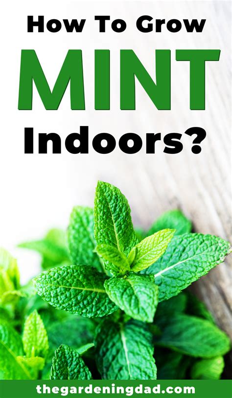 Discover the types of cactus plants available as houseplants, the best cactus flowers and 4. How to Grow Mint: 11 EASY Tips | Growing mint, Mint plant ...
