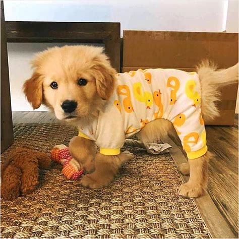 Getting the dosage right is extremely important. basic dog training instructions #DogTrainingDog # ...