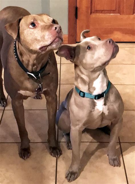 Hulk is four times the size of a regular pitbull but this. Meet My Pit Bulls | Toys & Treats for Big Dogs! | Pitbull ...