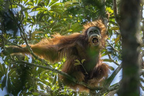 Description Of New Orangutan Species ‘incredibly Exciting Say