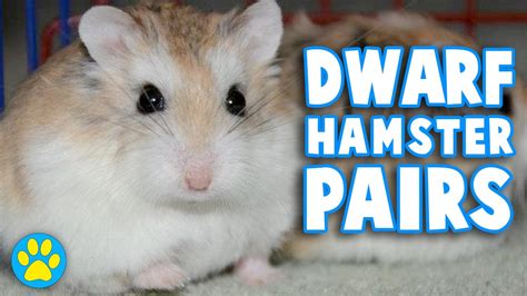 Do Dwarf Hamsters Need To Live In Pairs Youtube