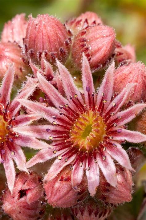 Sempervivum Pink Flowers Opening Closeup Stock Image Image Of Flora