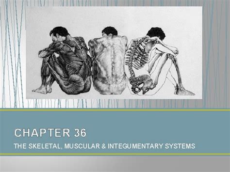 Chapter 36 The Skeletal Muscular Integumentary Systems Chapter